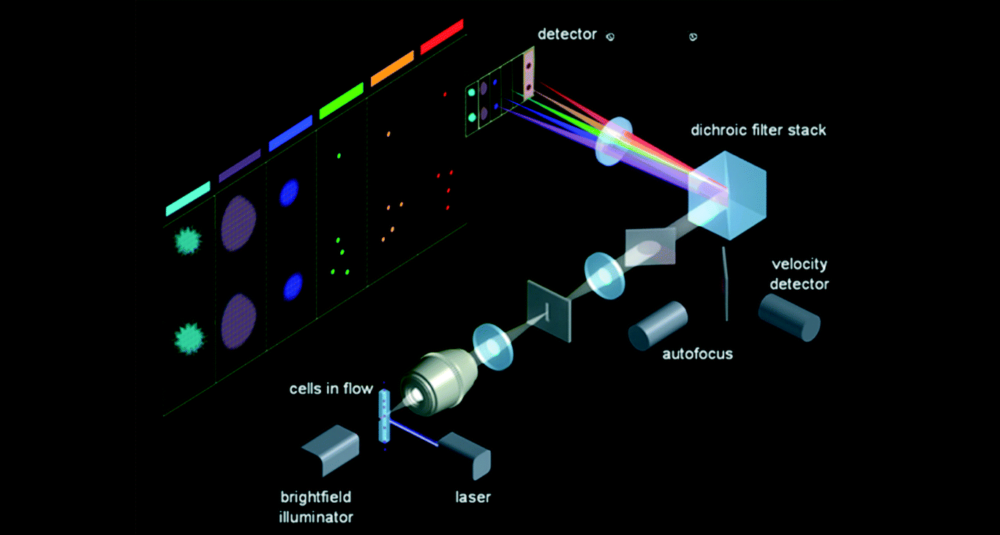 Image-Flow-Cytometry-Application-Setup-Diagram-Social-1 Image-Flow-Cytometry-Application-Setup-Diagram-Social-1