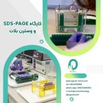 15. کارگاه SDS-PAGE و وسترن بلات
